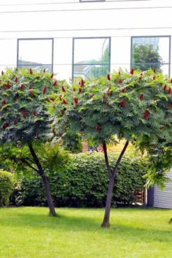 Staghorn Sumac (Rhus Typhina) - 3 Gallon Pot -Cheap Green Garden Store rhus typhina staghorn sumac 7 1