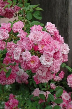 Peggy Martin Climbing Rose - 3 Gallon Pot -Cheap Green Garden Store rosa peggy martin climbing rose 1
