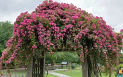 Peggy Martin Climbing Rose - 3 Gallon Pot -Cheap Green Garden Store rosa peggy martin climbing rose 7