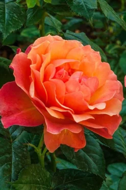 Livin Easy Rose - 3 Gallon Pot -Cheap Green Garden Store rose livin easy 22