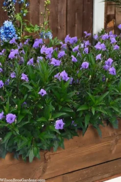 Mayan Compact Purple Mexican Petunia (Ruellia) - 5 Pack Quart Pots -Cheap Green Garden Store ruellia simplex mayan compact purple mexican petunia 4