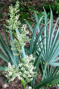 Blue Stem Dwarf Palmetto Palm (Sabal Minor) - 7 Gallon Pot -Cheap Green Garden Store sabal minor dwarf blue stem palmetto palm 1