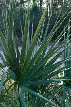 Blue Stem Dwarf Palmetto Palm (Sabal Minor) - 3 Gallon Pot -Cheap Green Garden Store sabal minor dwarf blue stem palmetto palm 3 1