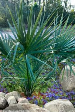 Blue Stem Dwarf Palmetto Palm (Sabal Minor) - 3 Gallon Pot -Cheap Green Garden Store sabal minor dwarf blue stem palmetto palm 5 1