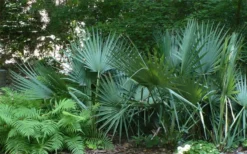 Blue Stem Dwarf Palmetto Palm (Sabal Minor) - 3 Gallon Pot -Cheap Green Garden Store sabal minor dwarf blue stem palmetto palm 6 1