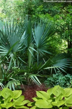 Blue Stem Dwarf Palmetto Palm (Sabal Minor) - 7 Gallon Pot -Cheap Green Garden Store sabal minor dwarf blue stem palmetto palm 8
