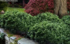 Himalayan Fragrant Sweet Box (Sarcococca Hookeriana) - 1 Gallon Pot -Cheap Green Garden Store sarcoccoca hookeriana var humilis himalayan sweetbox 10