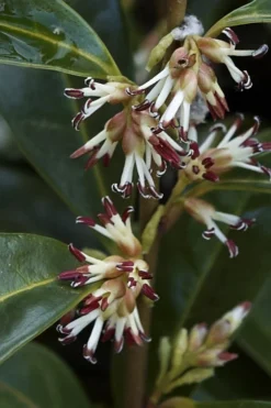 Himalayan Fragrant Sweet Box (Sarcococca Hookeriana) - 1 Gallon Pot -Cheap Green Garden Store sarcoccoca hookeriana var humilis himalayan sweetbox 2