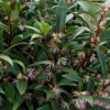 Himalayan Fragrant Sweet Box (Sarcococca Hookeriana) - 1 Gallon Pot