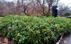 Himalayan Fragrant Sweet Box (Sarcococca Hookeriana) - 1 Gallon Pot -Cheap Green Garden Store sarcoccoca hookeriana var humilis himalayan sweetbox 8