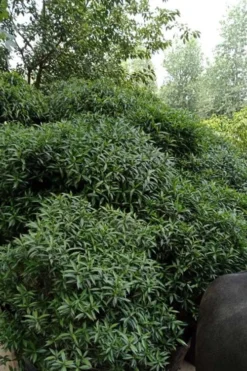 Himalayan Fragrant Sweet Box (Sarcococca Hookeriana) - 1 Gallon Pot -Cheap Green Garden Store sarcoccoca hookeriana var humilis himalayan sweetbox 9