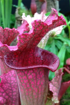 Juthatip Soper Pitcher Plant (Saracennia) - 2.5 Quart Pot -Cheap Green Garden Store sarracenia juthatip soper pitcher plant 2