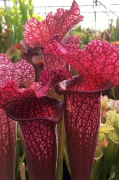 Juthatip Soper Pitcher Plant (Saracennia) - 2.5 Quart Pot -Cheap Green Garden Store sarracenia juthatip soper pitcher plant 5