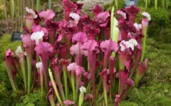 Juthatip Soper Pitcher Plant (Saracennia) - 2.5 Quart Pot -Cheap Green Garden Store sarracenia juthatip soper pitcher plant 6