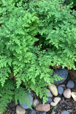 Arborvitae Fern (Selaginella Braunii) - 2.5 Quart Pot -Cheap Green Garden Store selaginella braunii arborvitae fern 2