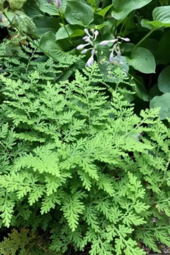 Arborvitae Fern (Selaginella Braunii) - 2.5 Quart Pot -Cheap Green Garden Store selaginella braunii arborvitae fern 3