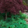 Arborvitae Fern (Selaginella Braunii) - 1 Gallon Pot