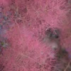 Grace Pink Flowering Smoke Tree - 1 Gallon Pot