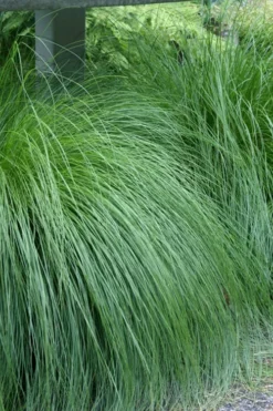 Prairie Dropseed Grass (Sporobolis Heterolepis) - 8 Pack Of 1 Gallon Pots -Cheap Green Garden Store sporobolis heterolepis prairie dropseed grass 1