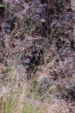 Prairie Dropseed Grass (Sporobolis Heterolepis) - 8 Pack Of 1 Gallon Pots -Cheap Green Garden Store sporobolis heterolepis prairie dropseed grass 10