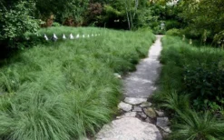 Prairie Dropseed Grass (Sporobolis Heterolepis) - 8 Pack Of 1 Gallon Pots -Cheap Green Garden Store sporobolis heterolepis prairie dropseed grass 2