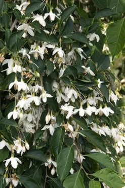 Fragrant Fountain Weeping Japanese Snowbell Tree - 5 Gallon Pot -Cheap Green Garden Store styrax japonica fragrant fountain weeping japanese snowbell tree 4