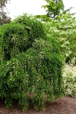 Fragrant Fountain Weeping Japanese Snowbell Tree - 5 Gallon Pot -Cheap Green Garden Store styrax japonica fragrant fountain weeping japanese snowbell tree 5