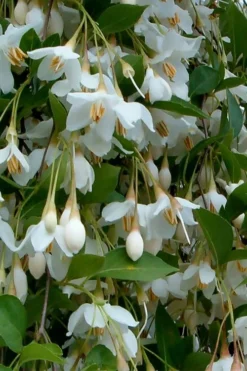 Fragrant Fountain Weeping Japanese Snowbell Tree - 5 Gallon Pot -Cheap Green Garden Store styrax japonica fragrant fountain weeping japanese snowbell tree 6