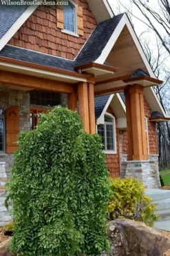 Fragrant Fountain Weeping Japanese Snowbell Tree - 5 Gallon Pot -Cheap Green Garden Store styrax japonica fragrant fountain weeping japanese snowbell tree 9