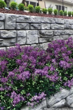 Bloomerang Dark Purple Lilac - 2 Gallon Pot -Cheap Green Garden Store syringa bloomerang dark purple lilac 22