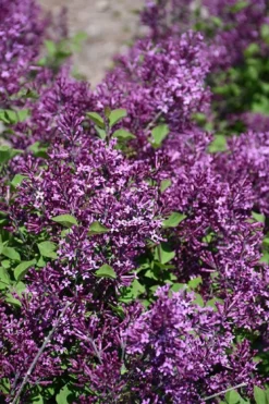 Bloomerang Dark Purple Lilac - 2 Gallon Pot -Cheap Green Garden Store syringa bloomerang dark purple lilac 23