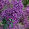 Bloomerang Dark Purple Lilac - 2 Gallon Pot