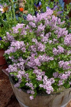 Palibin Dwarf Lilac Bush - 3 Gallon Pot -Cheap Green Garden Store syringa meyeri palibin dwarf lilac 5