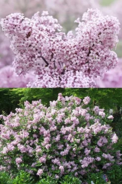 Palibin Dwarf Lilac Bush - 3 Gallon Pot -Cheap Green Garden Store syringa meyeri palibin dwarf lilac 7