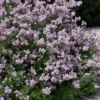 Palibin Dwarf Lilac Bush - 3 Gallon Pot