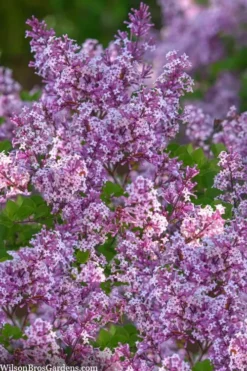 Miss Kim Lilac - 2 Gallon Pot -Cheap Green Garden Store syringa miss kim lilac 9