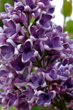 Albert F. Holden Purple French Lilac (Syringa) - 3 Gallon Pot -Cheap Green Garden Store syringa vulgaris albert f holden lilac 1