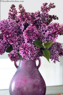 Sensation French Lilac (Syringa) - 3 Gallon Pot -Cheap Green Garden Store syringa vulgaris sensation french lilac 8