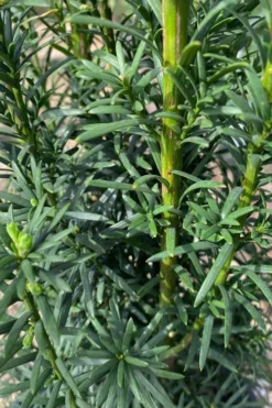 Maureen Columnar Yew (Taxus Hybrid) - 5 Gallon Pot -Cheap Green Garden Store taxus x media maureen columnar yew 1