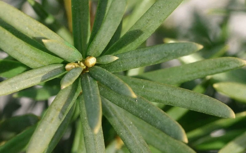 Maureen Columnar Yew (Taxus Hybrid) - 2 Gallon Pot 5 Maureen Columnar Yew (Taxus Hybrid) - 2 Gallon Pot - Image 5