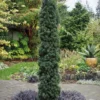 Maureen Columnar Yew (Taxus Hybrid) - 5 Gallon Pot