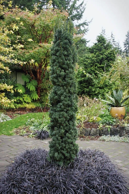 Maureen Columnar Yew (Taxus Hybrid) - 1 Gallon Pot 1 Maureen Columnar Yew (Taxus Hybrid) - 1 Gallon Pot