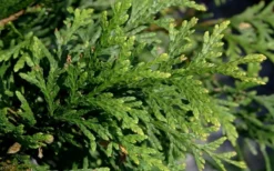 Green Giant Arborvitae - 1 Gallon Pot -Cheap Green Garden Store thuja green giant arborvitae 102