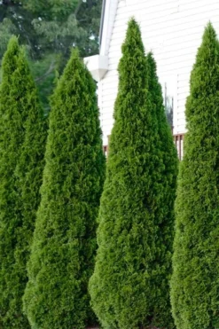 Emerald Green Arborvitae - 1 Gallon Pot -Cheap Green Garden Store thuja occidentalis emerald green arborvitae 101