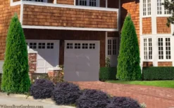 Emerald Green Arborvitae - 7 Gallon Pot (4-5') -Cheap Green Garden Store thuja occidentalis emerald green arborvitae 106