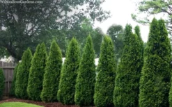 Emerald Green Arborvitae - 1 Gallon Pot -Cheap Green Garden Store thuja occidentalis emerald green arborvitae 109 1
