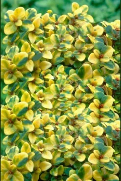 Doone Valley Thyme - 6 Pack Of Pink Pots -Cheap Green Garden Store thymus citriodorus doone valley 2