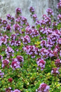 Doone Valley Thyme - 6 Pack Of Pink Pots -Cheap Green Garden Store thymus citriodorus doone valley 3