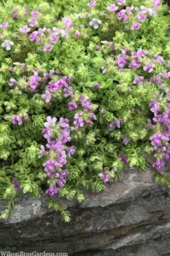 Highland Cream Creeping Thyme - 5 Pack Of Quart Pots -Cheap Green Garden Store thymus praecox highland creeping thyme 1