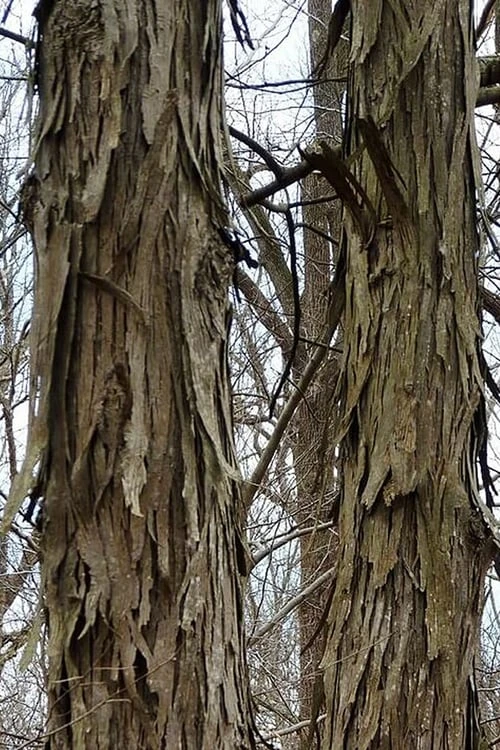 Shagbark Hickory Tree (Carya Ovata) - 3 Gallon Pot 9 Shagbark Hickory Tree (Carya Ovata) - 3 Gallon Pot - Image 9